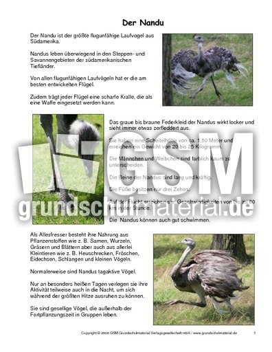 Nandu-Steckbrief.pdf